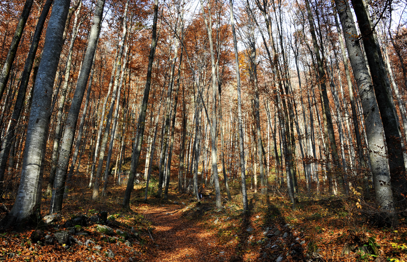 Beautiful autumn forest at the beginning of the hike [28 mm, 1/80 sec at f / 10, ISO 400]